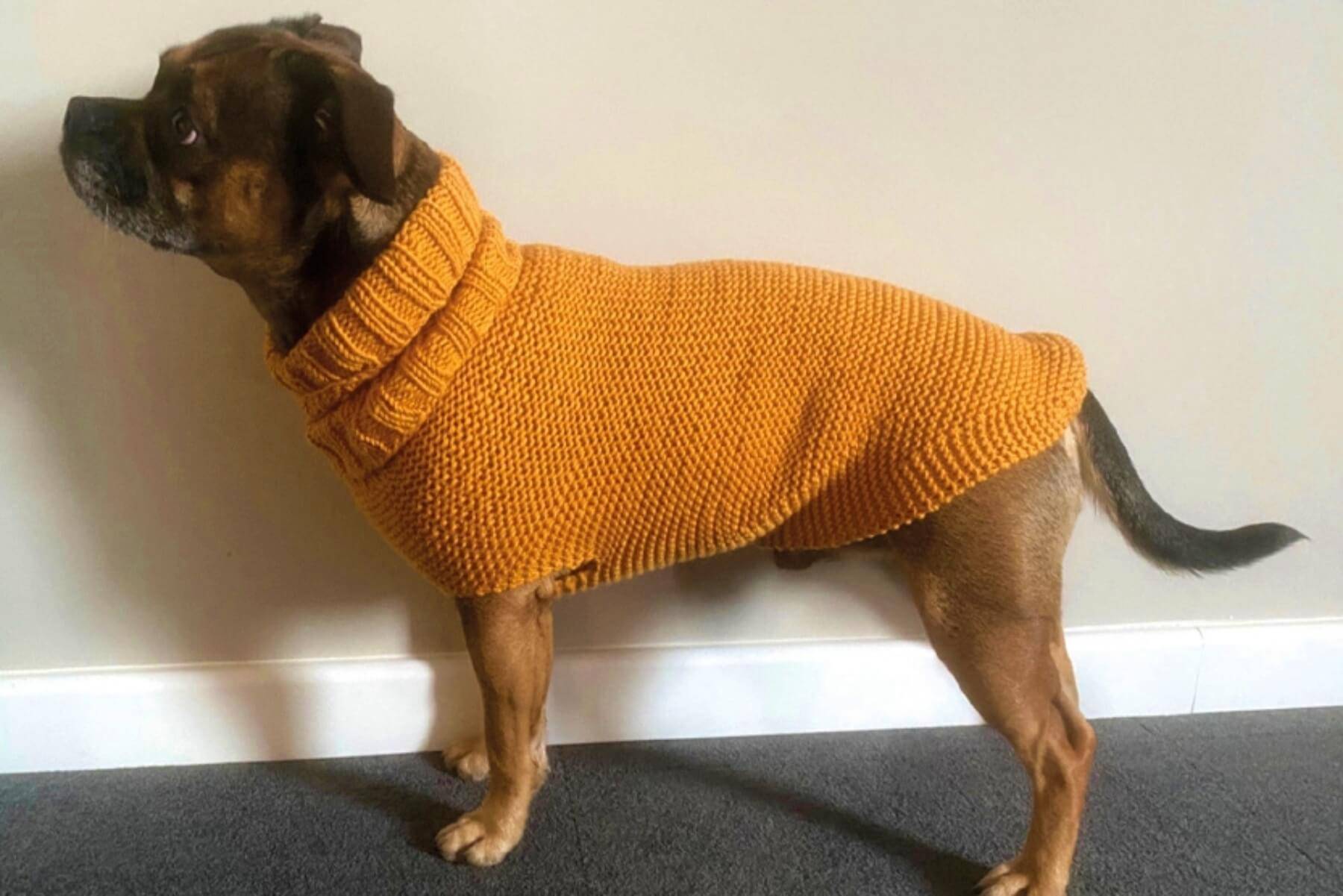 Hundepullover stricken mit Anleitung  lieblingsgarn.de