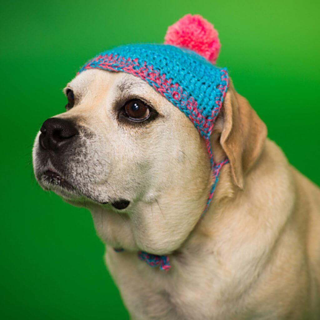 Schoppel Wolle Schoppel Wolle Heft -  Knit the Cat 17 Die Macher Lieblingsgarn