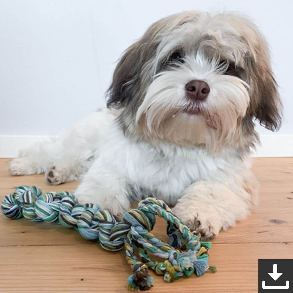 Hundespielzeug Drag & Pull Anleitung lieblingsgarn.de